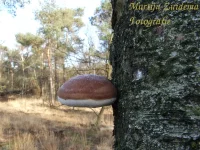 Berkenzwam [Piptoporus betulinus]